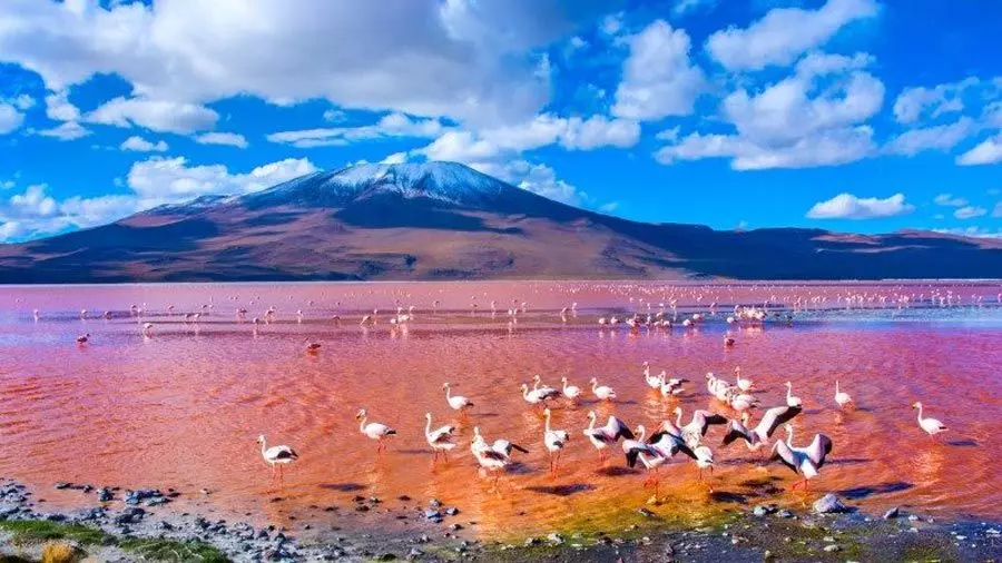 Laguna-Colorada-Golu-Bolivya